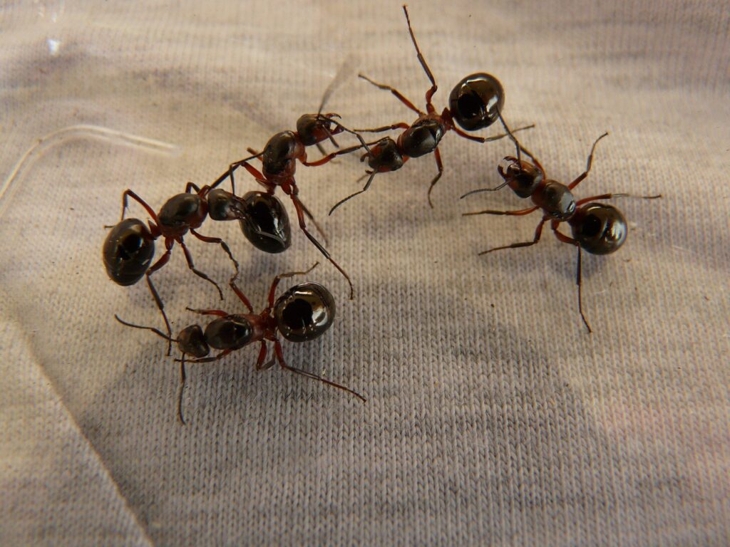 Ants Control Services In Nairobi