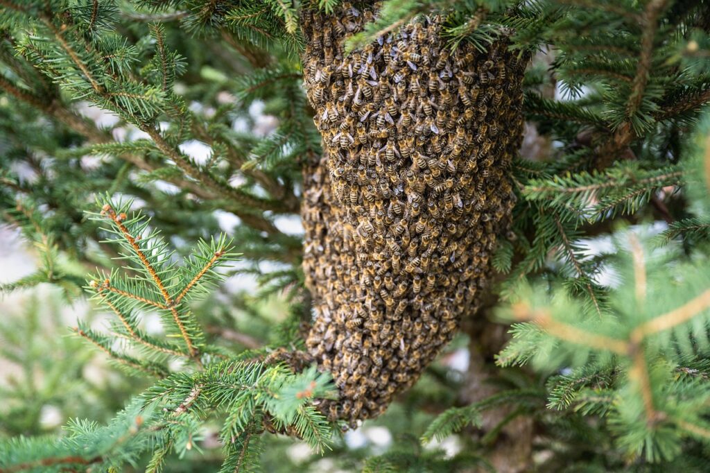 Best Bees Fumigation Services In Nairobi