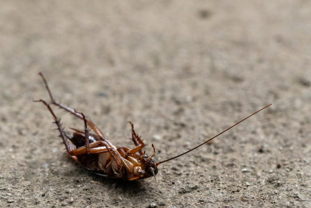 Effective Cockroach Fumigation Services In Nairobi