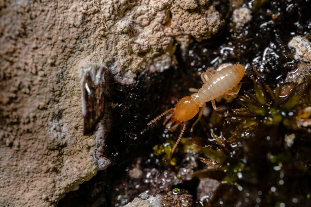 Termite Control Services In Nairobi